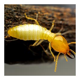 diagnostic termites Vitry-le-François