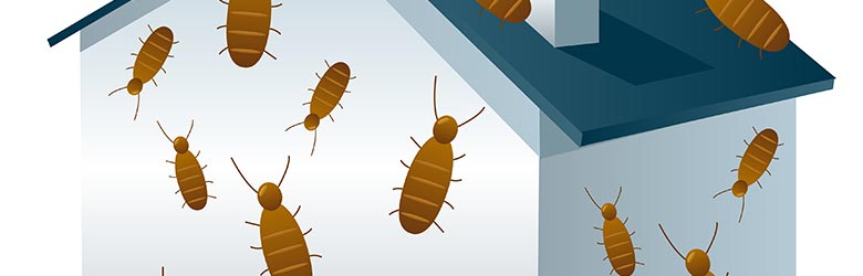 diagnostic termites Possession pas cher