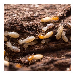 termites bois en Rhône-Alpes